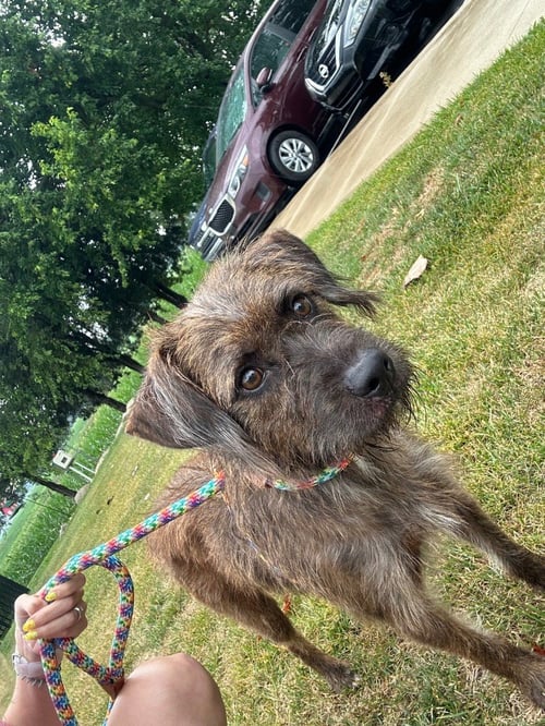 AHSOKA - CALL FOR APPT - Terrier available for adoption