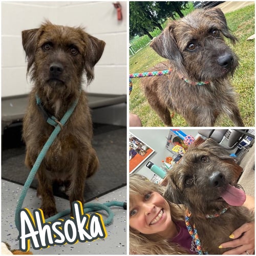 AHSOKA - CALL FOR APPT - Terrier available for adoption
