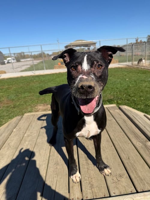 BENTLEY - American Staffordshire Terrier / Labrador Retriever available for adoption