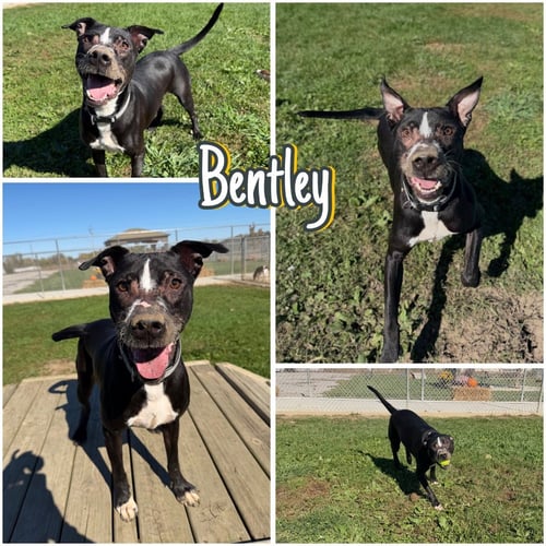 BENTLEY - American Staffordshire Terrier / Labrador Retriever available for adoption