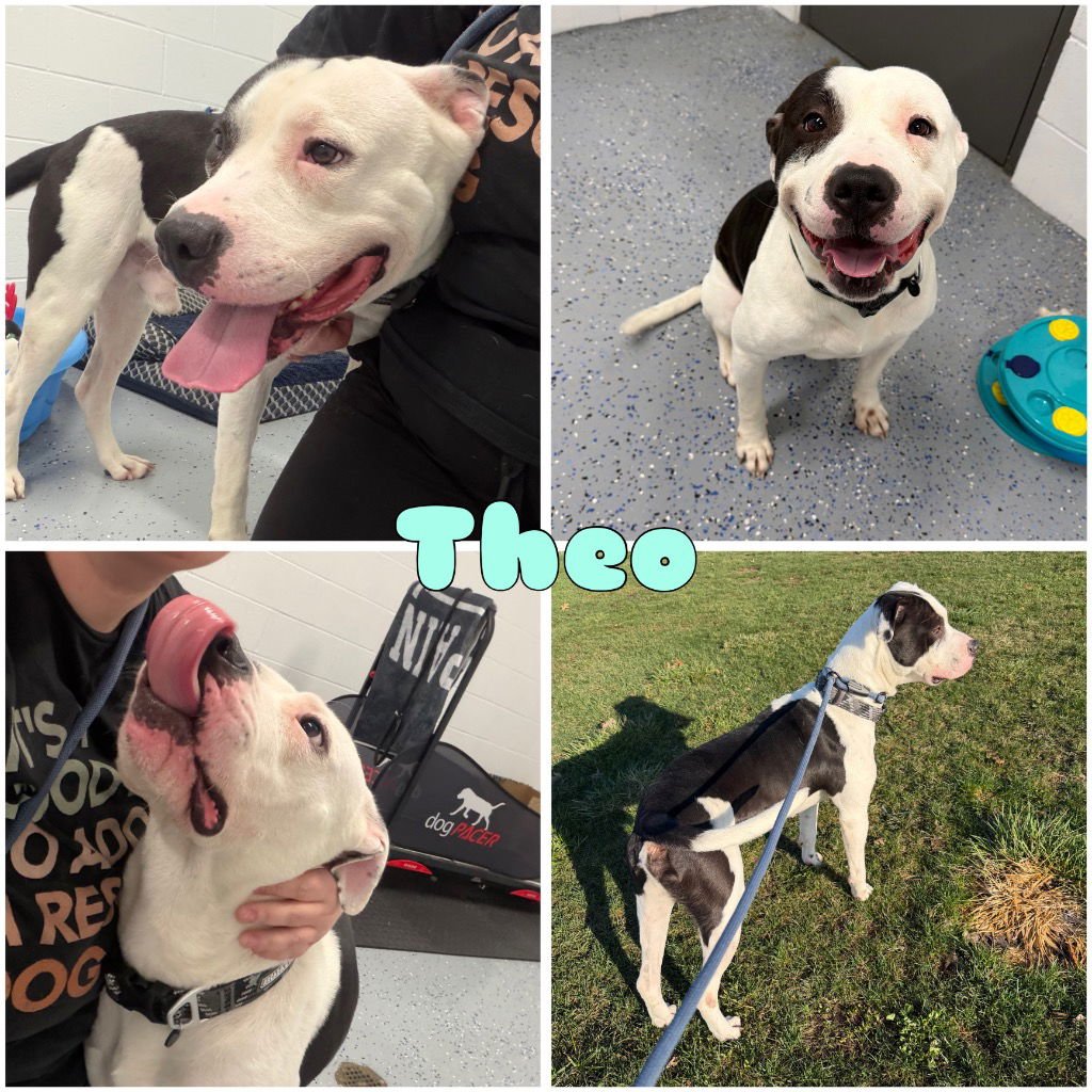 THEO - American Staffordshire Terrier for adoption in Fort Wayne