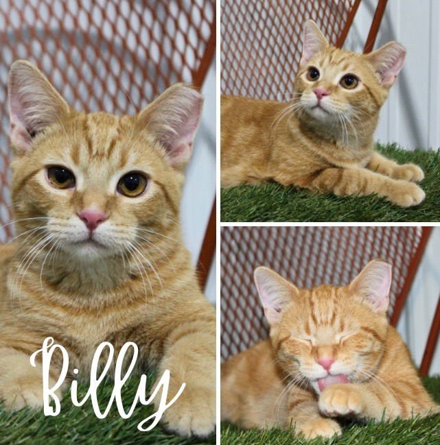 BILLY - Domestic Short Hair available for adoption