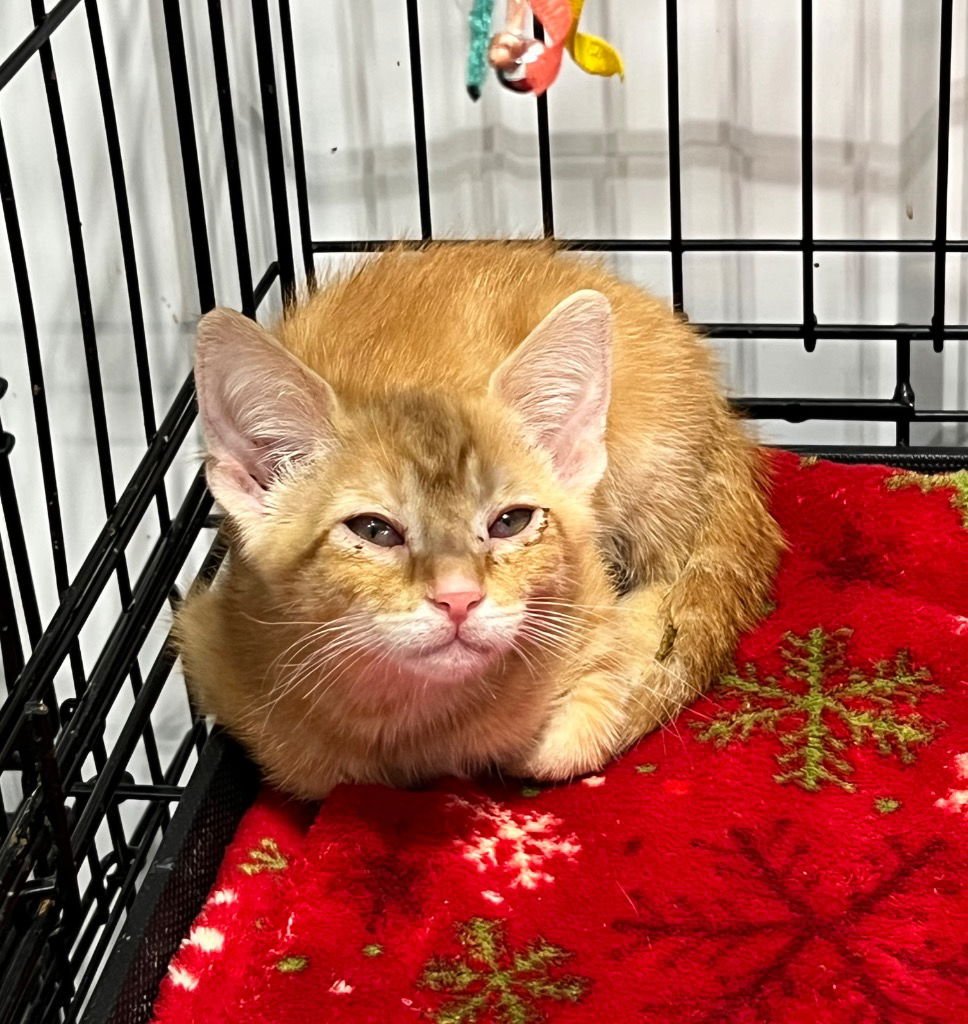 BILLY - Domestic Short Hair available for adoption