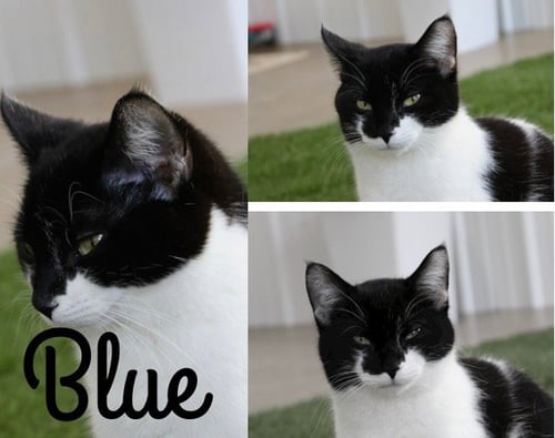BLUE - Domestic Short Hair available for adoption