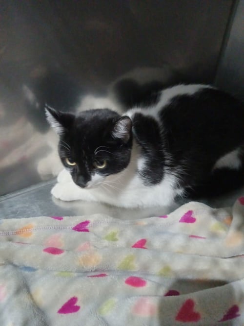 BLUE - Domestic Short Hair available for adoption