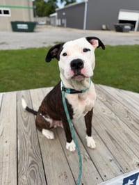 Zeus - Photo 4