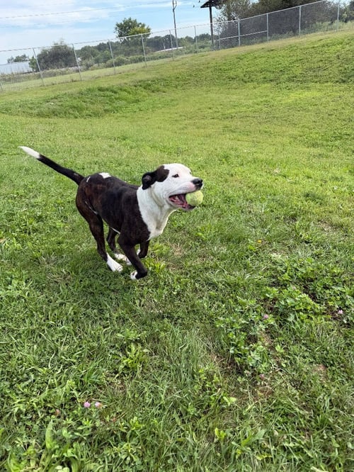 ZEUS - American Staffordshire Terrier available for adoption