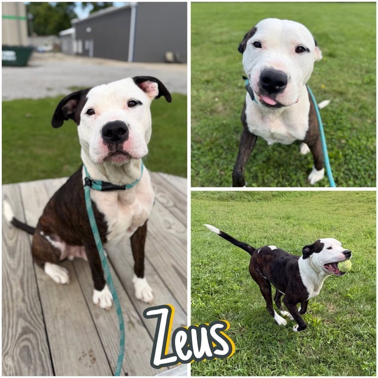 Zeus Image