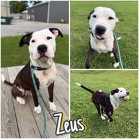 Zeus - Photo 1