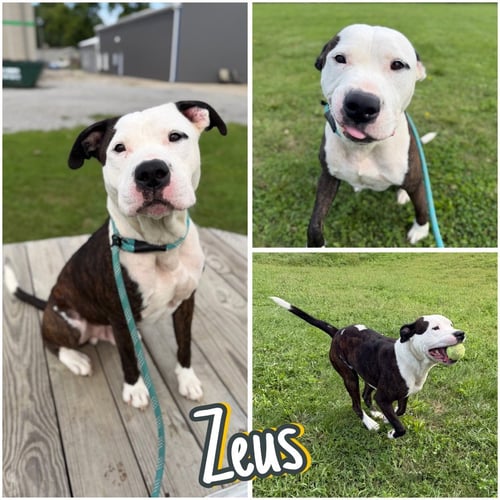 ZEUS - American Staffordshire Terrier available for adoption