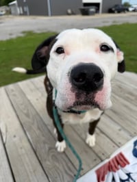 Zeus - Photo 3