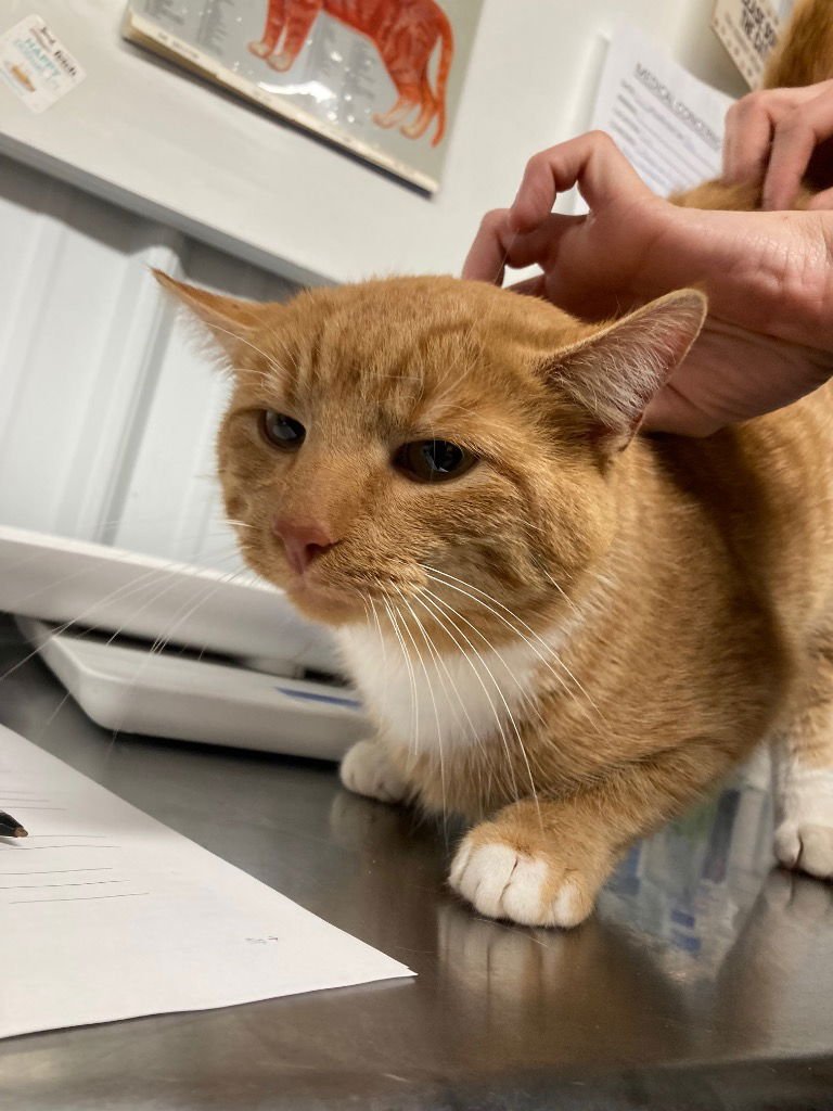 BIG TOM - Domestic Short Hair available for adoption