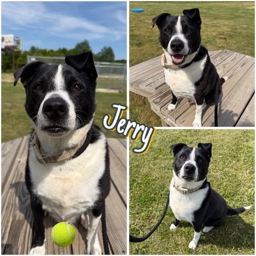 JERRY - Labrador Retriever available for adoption