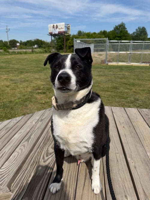 JERRY - Labrador Retriever available for adoption
