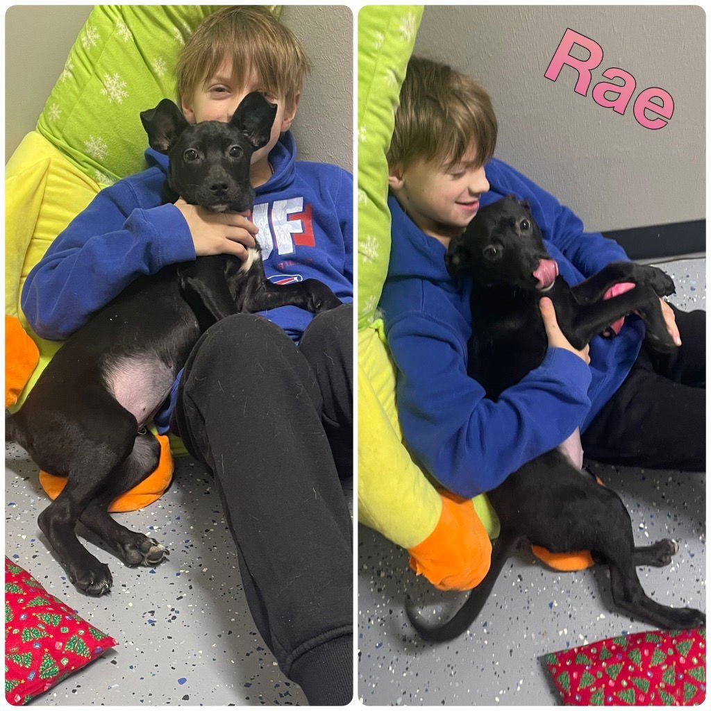 RAE - American Staffordshire Terrier available for adoption