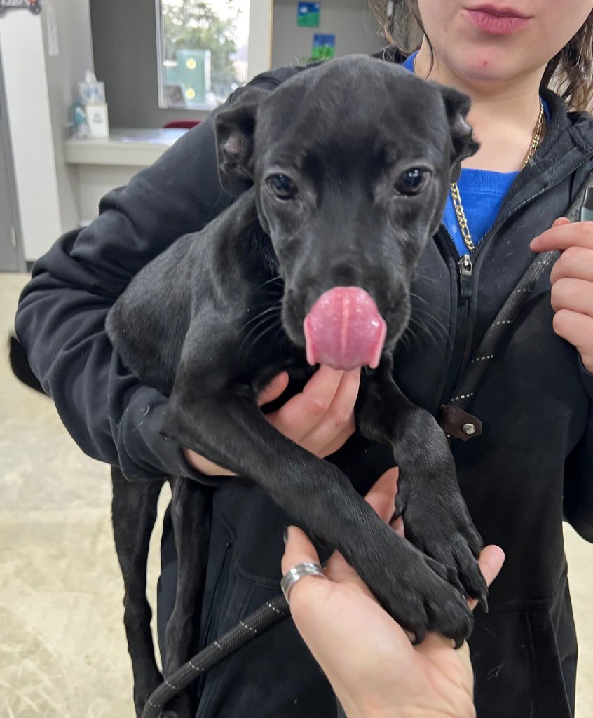 RAE - American Staffordshire Terrier available for adoption