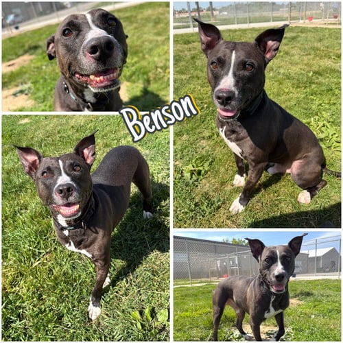 BENSON - Staffordshire Bull Terrier available for adoption