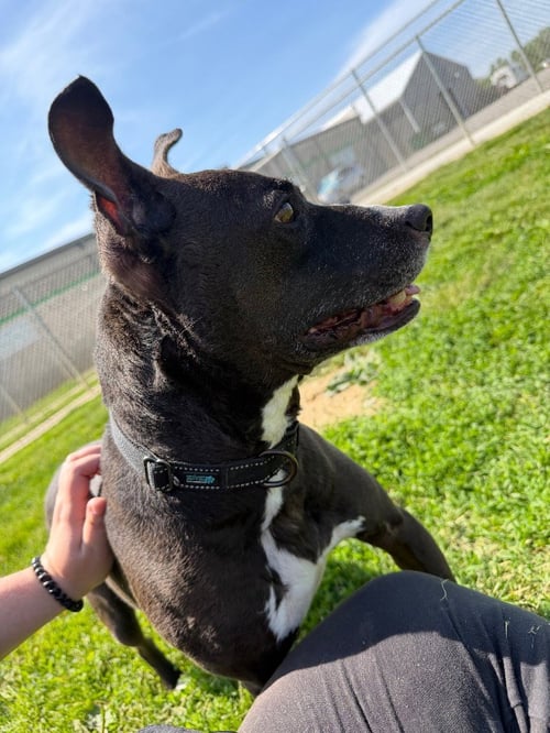 BENSON - Staffordshire Bull Terrier available for adoption