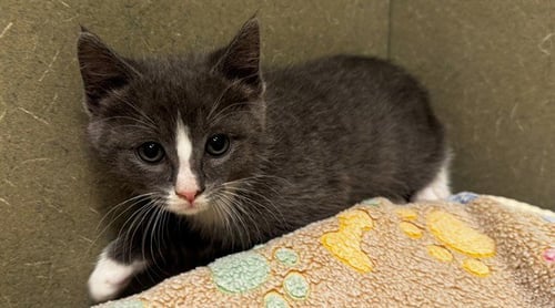 A551554 - Domestic Short Hair available for adoption