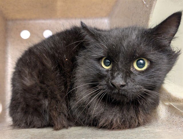 A548268 - Domestic Long Hair available for adoption