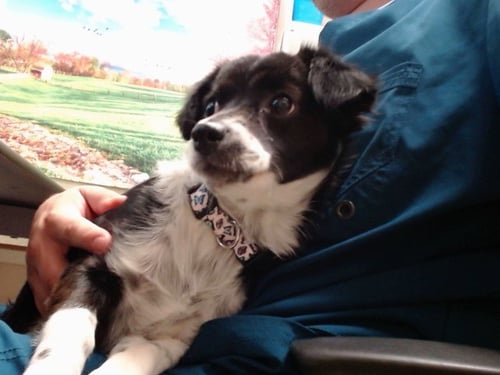 A549911 - Chihuahua available for adoption