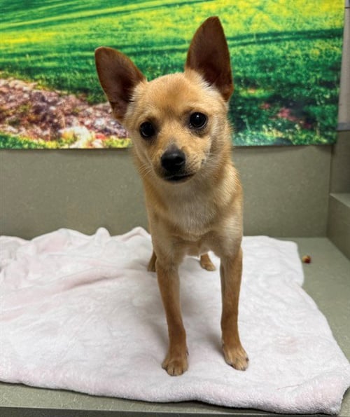 A549884 - Chihuahua available for adoption
