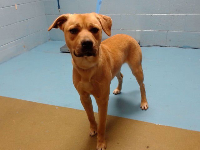 EVAN - Pit Bull Terrier available for adoption