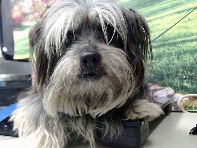 YOKUM - Yorkshire Terrier Yorkie available for adoption