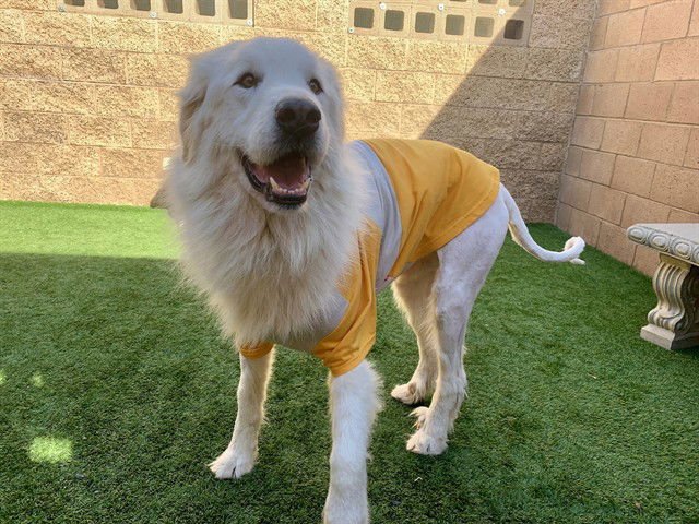 A548249 - Great Pyrenees available for adoption