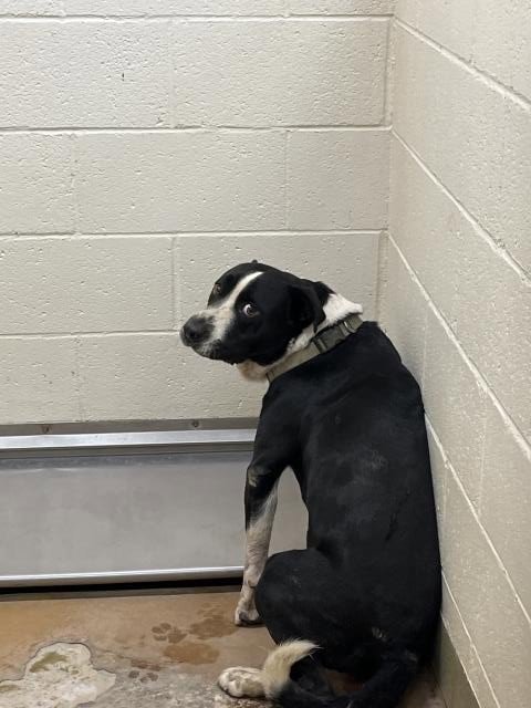 ROCKY - Pit Bull Terrier available for adoption