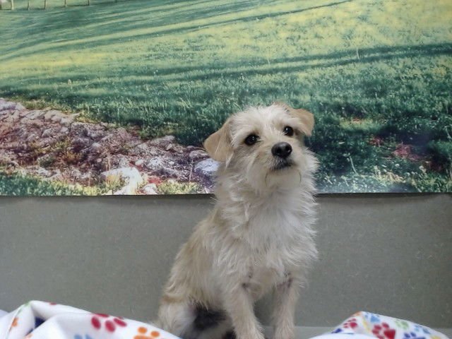 A548622 - Terrier available for adoption