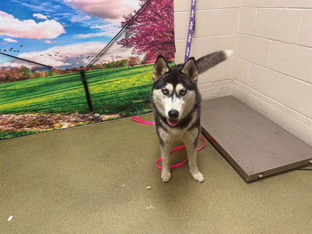 ASTRID - Siberian Husky available for adoption