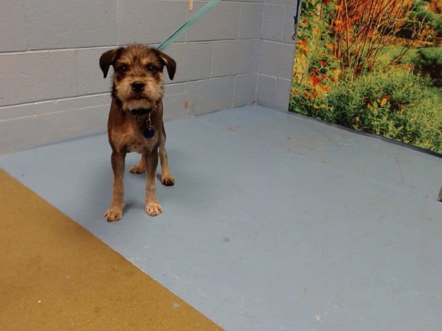 ARNIE - Terrier available for adoption