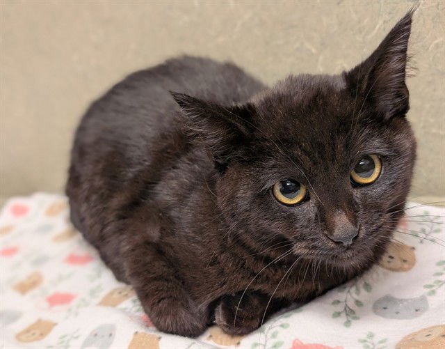 CARL - Domestic Medium Hair available for adoption