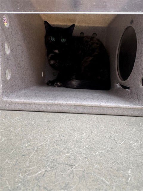 A549108 - Domestic Short Hair available for adoption