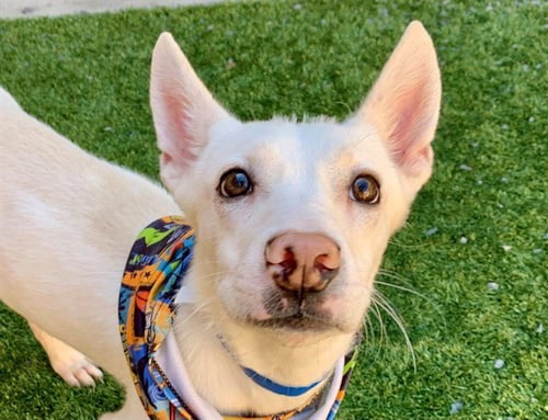 BUSTER - American Eskimo Dog available for adoption