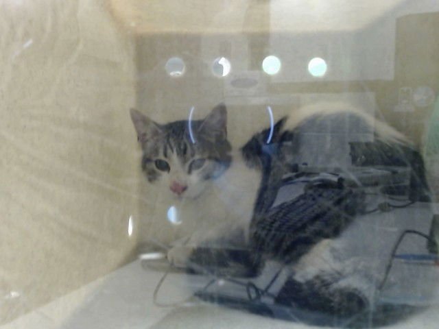 A548809 - Domestic Short Hair available for adoption