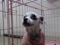 FOXY - Photo 1