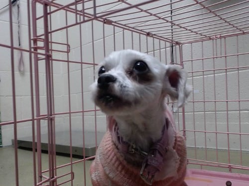 FOXY - Poodle (Miniature) available for adoption