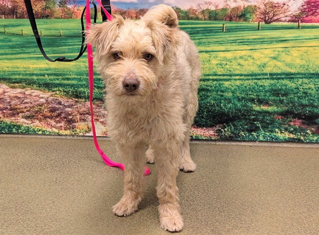 BUSTER Image