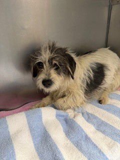 TAFFY - Terrier available for adoption