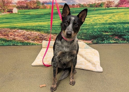 ANGEL - Australian Cattle Dog/Blue Heeler available for adoption