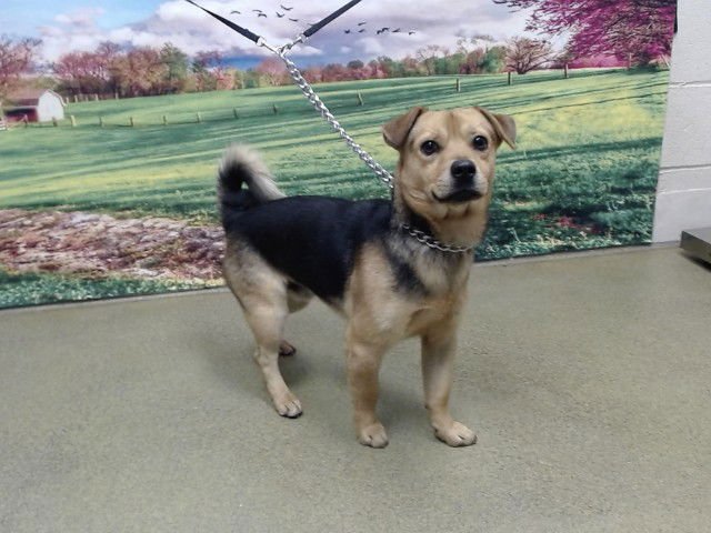 VITTLES - Dachshund / Chihuahua available for adoption