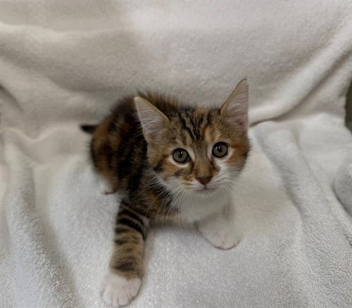 JAM - Domestic Short Hair available for adoption