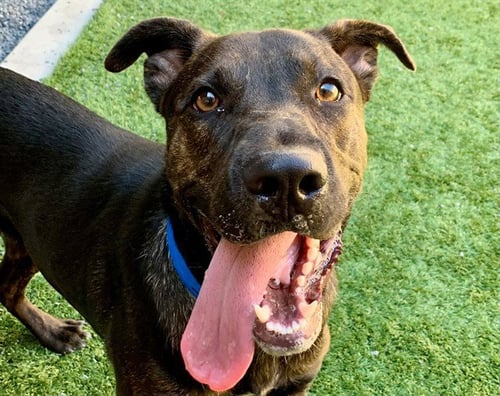 WARREN - Pit Bull Terrier available for adoption