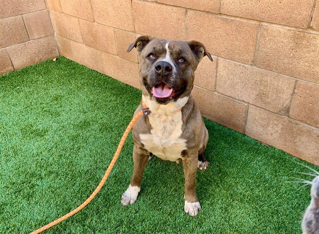 VENUS - Pit Bull Terrier available for adoption