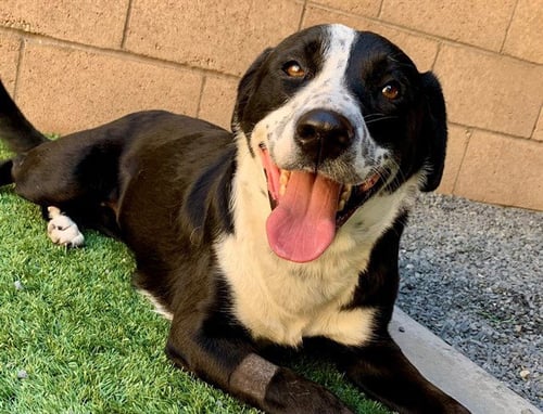 A553679 - Border Collie available for adoption