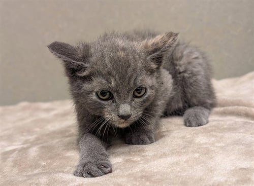 A551219 - Domestic Short Hair available for adoption
