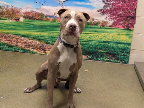 DENVER - Pit Bull Terrier available for adoption