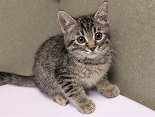 A552461 - Domestic Short Hair available for adoption